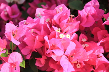 bright bush flowers in the foreground