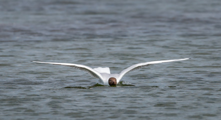 Black headed gull hunting for fish