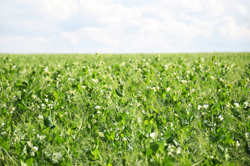 Fototapeta na wymiar Green Pea field farm in bright day with blue sky. Growing peas outdoors and blurred background.