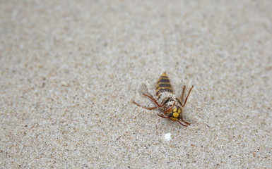 Big wasp lying on its back on sand, dying, close up