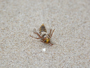 Wasp dying on sand macro close-up