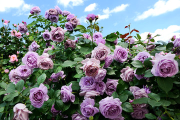 Beautiful rose flowers in full bloom during Rose Festival at Keisei Rose Garden in Yachiyo city, Chiba, Japan