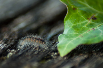 closeup of grey caterpillar and ivy leaf on wooden table background