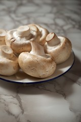 Mushrooms close up
