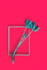 Green plant spring with roots on rectangular frame on a bright pink trendy background. Creative flat lay with copy space for environment or ecology