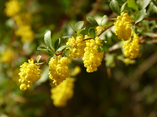 bright spring yellow flowers on a branch