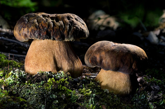Boletus Aereus