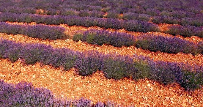 Flight over contryside with blooming Lavender field in sunny day.