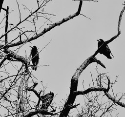  winter, cold, raven, tree