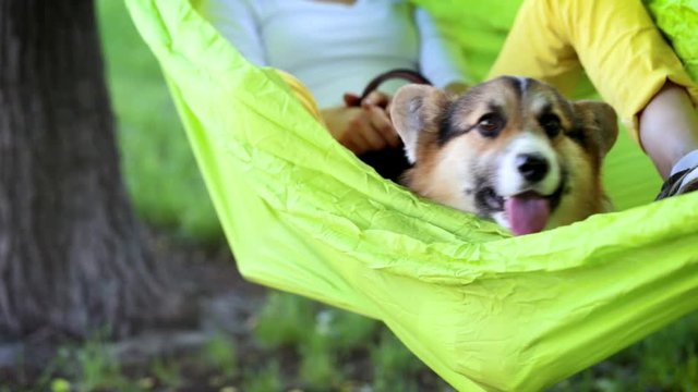 attractive woman swinging on hammock with dog. young pretty smiling woman with cute Welsh Corgi dog lying in bright green hammock in park.