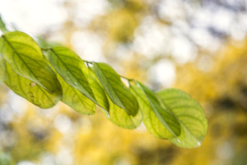  autumn, leaf, tree, beauty, tenderness