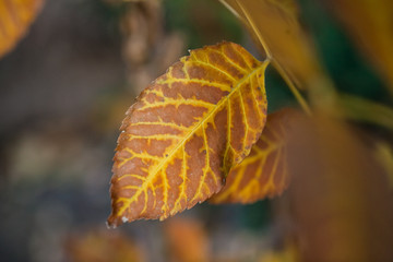 red autumn leaf with yellow veins