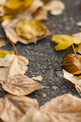 autumn leaves on the asphalt
