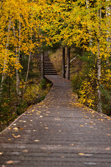 Fototapeta na wymiar Vibrant yellow autumn walk path scene village at Kanas national park, China