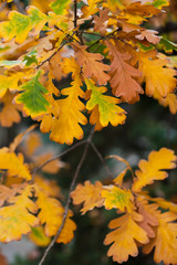 Naklejka na ściany i meble oak autumn leaves on tree