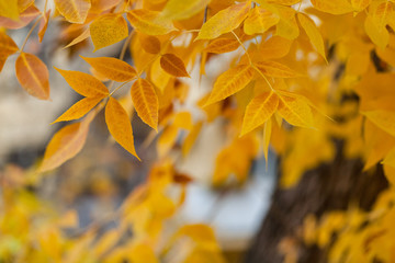 Boxelder maple autumn leaves