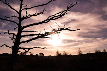 Dead tree with colorful clouds at sunrise