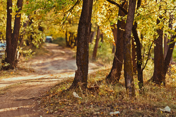 Fototapeta premium tree trunks in front of autumn forest