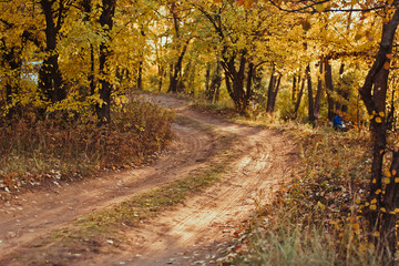 ground road in autumn forest