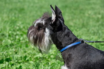Cute zwergschnauzer puppy is standing on a spring meadow. Miniature schnauzer or dwarf schnauzer.