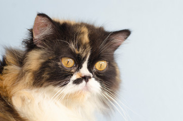 multi colored calico cat with yellow eyes