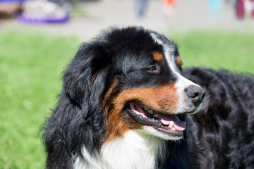 Cute bernese mountain dog puppy is standing on a green meadow. Berner sennenhund or bernese cattle dog.