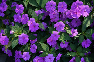 Purple flowers in the garden