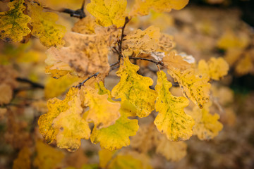 Oak leaves on a branch close up. Macro view. Autumn background with yellow leaves, selective focus.