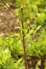 Small tree. Peach tree in the garden