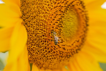 A bee pollinates A young sunflower close-up on a summer field