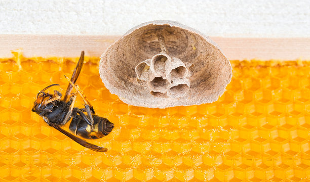Begin of nest of asian hornet on beehive frame with idead insect on his back