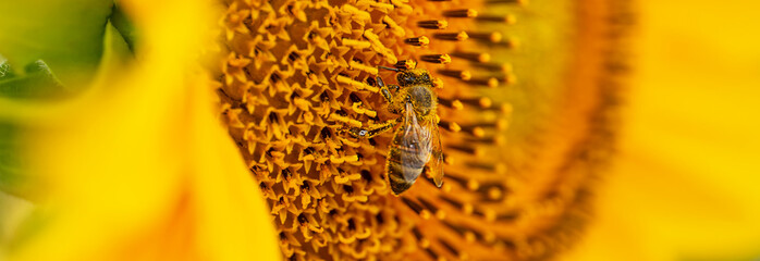A bee pollinates A young sunflower close-up on a summer field