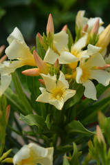 Common oleander yellow flowers