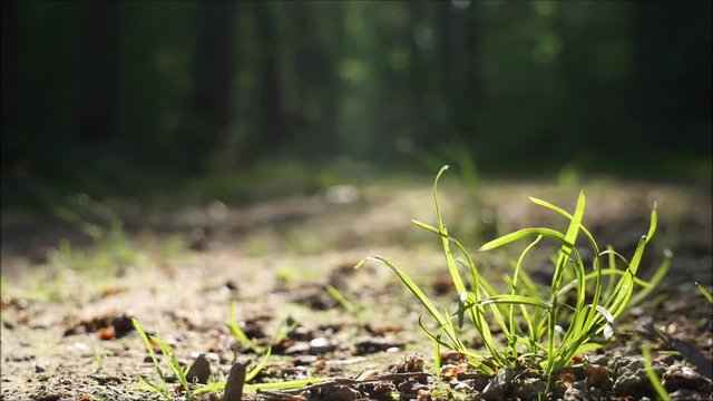 Vogelgezwitscher auf dem Waldweg im Gr&uuml;nen