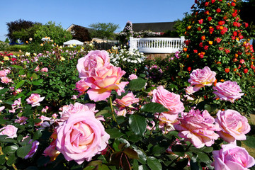 Beautiful rose flowers in full bloom at Keisei Rose Garden in Yachiyo city, Chiba, Japan, selected focus blur in the background