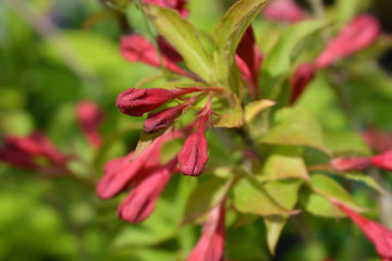 Weigela Red Prince flower in the garden
