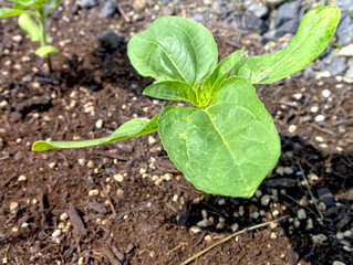陽の当たる植物