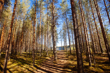 Pine forest in Karelia region, Russia.