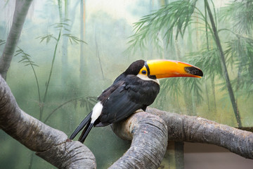 Toucan. It is one of the brightest tropical birds living in America. Toucans have a large, brightly colored beak. However, the beak itself is relatively light, due to its porous structure.