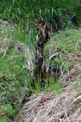Un ruisseau prend naissance dans les Hautes Fagnes