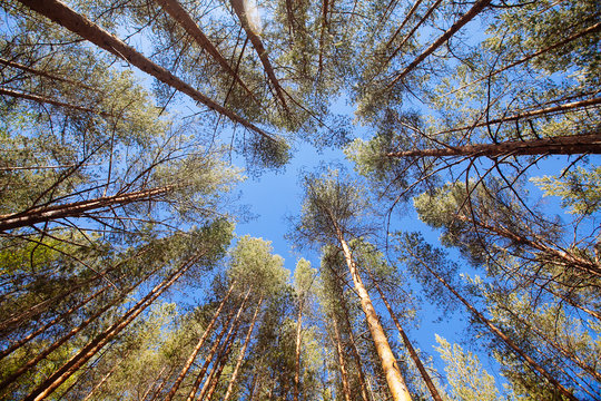 Bottom view of tall old trees in Pine forest in Karelia region, Russia.