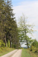 Sur le chemin des Hautes Fagnes