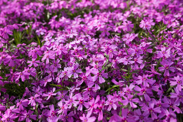 Obraz premium Purple spring flowers texture background. Close-up