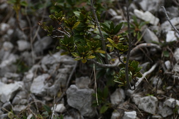 Végétation d'altitude