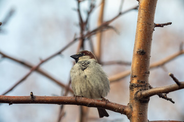 Sparrow bird sitting on tree branch.