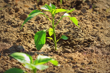 Young bell paprika growing in the garden. Sweet pepper plants