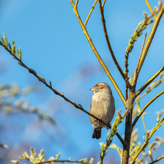 Sparrow bird sitting on tree branch.