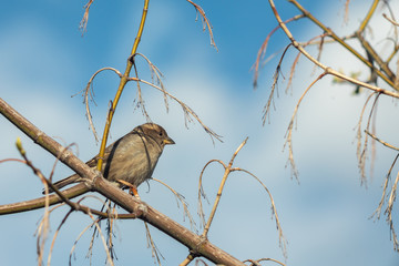 Sparrow bird sitting on tree branch.