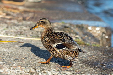 A brown duck stands along the shore
