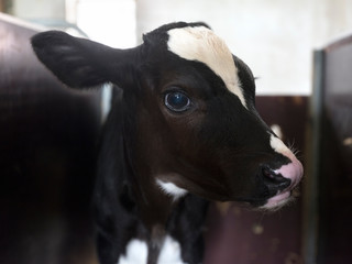 head of black and white calf inside farm